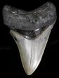 Nice Venice Beach Megalodon Tooth #18314-1